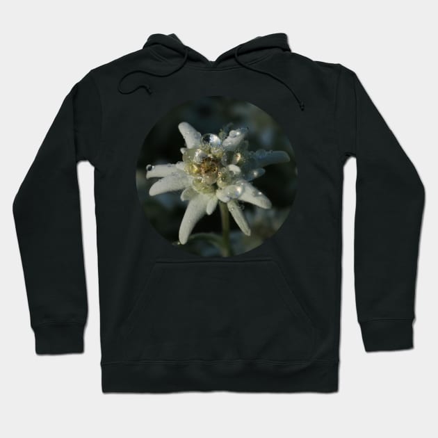 Edelweiss Hoodie by OVP Art&Design